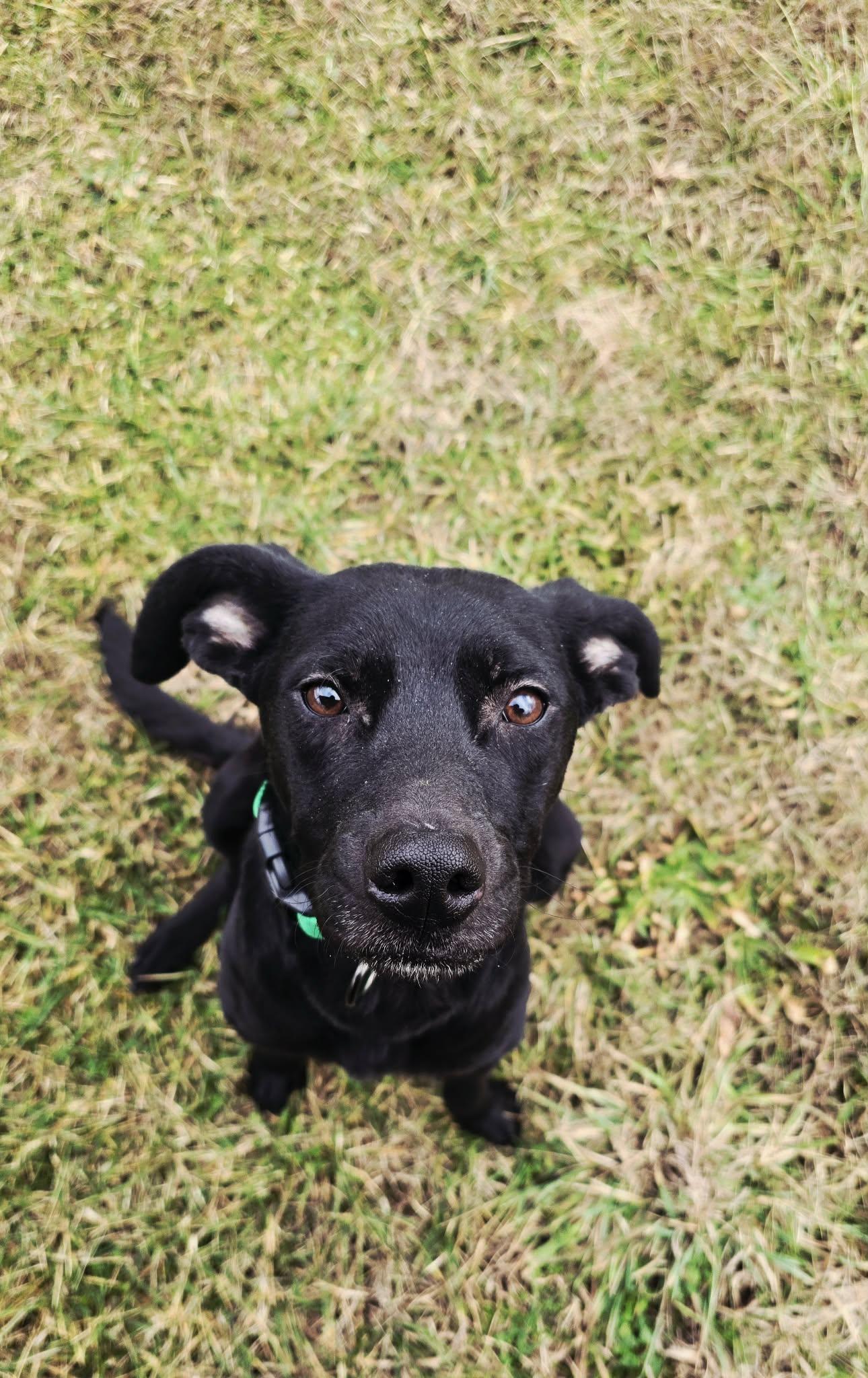 Zara, a ADOPTABLE mixed breed in Shelbyville, KY image 1/3