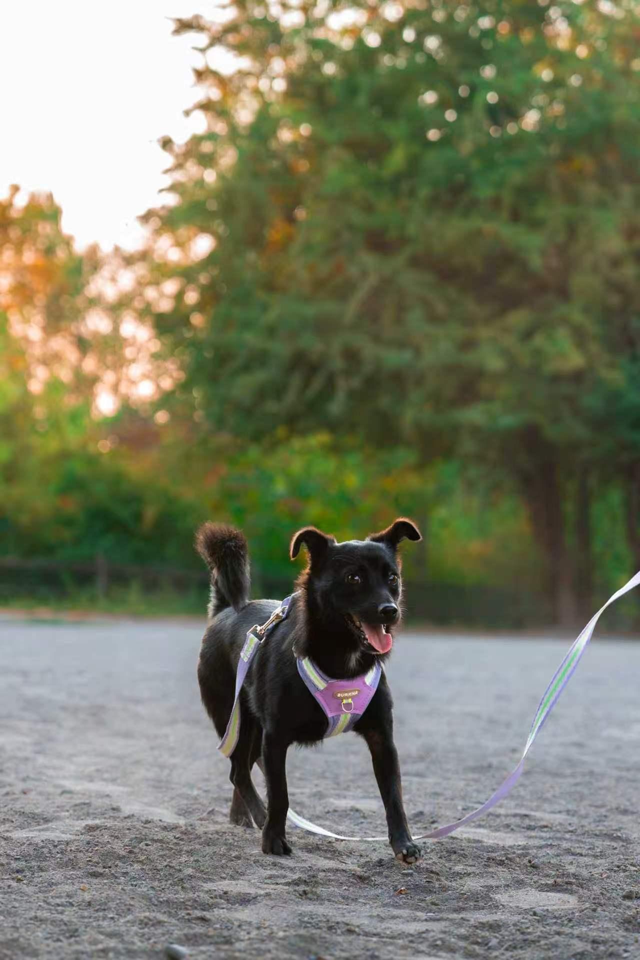 Enlarge Nico, a Adoptable mixed breed in Newcastle, WA image 2/3
