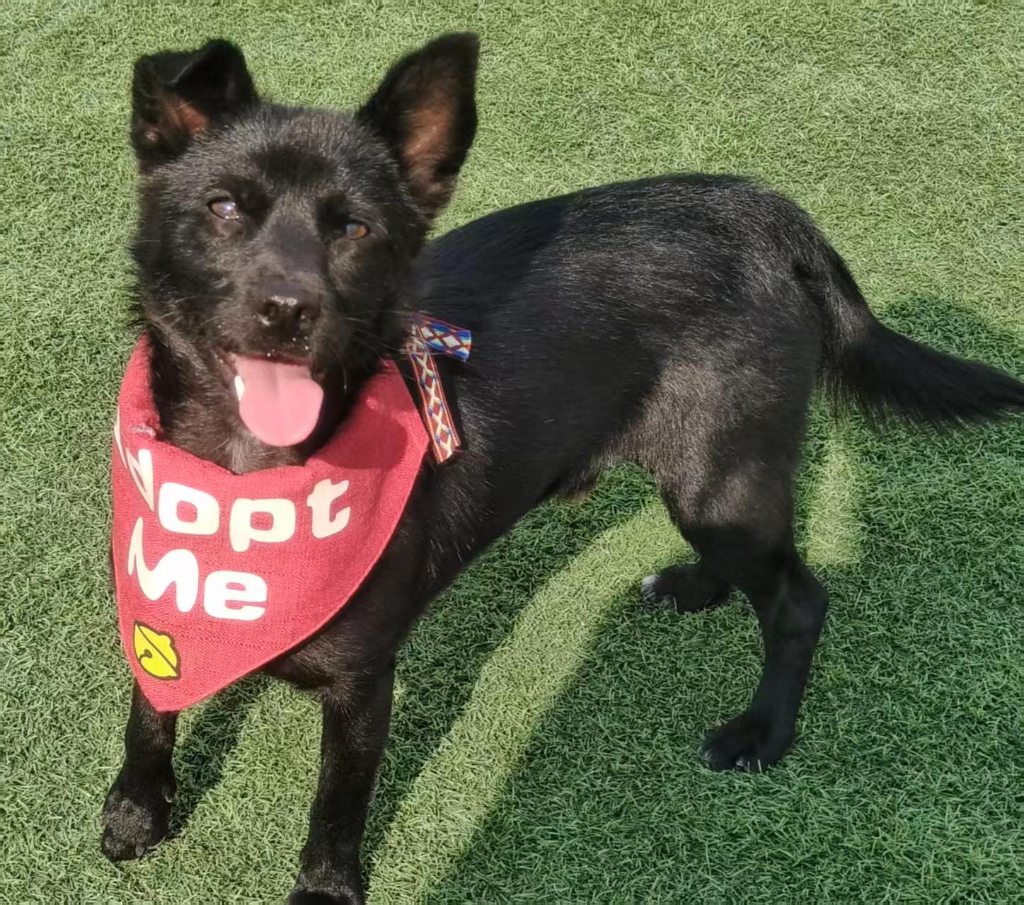 Nico, Adoptable, Young Male Spitz.