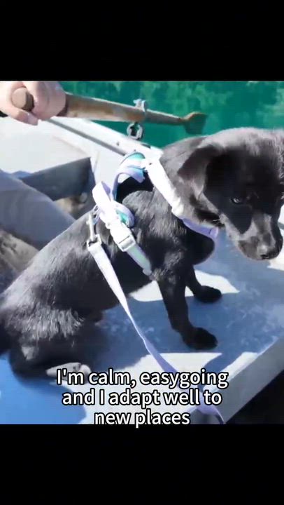 Enlarge Nico, a Adoptable mixed breed in Newcastle, WA video 3/3