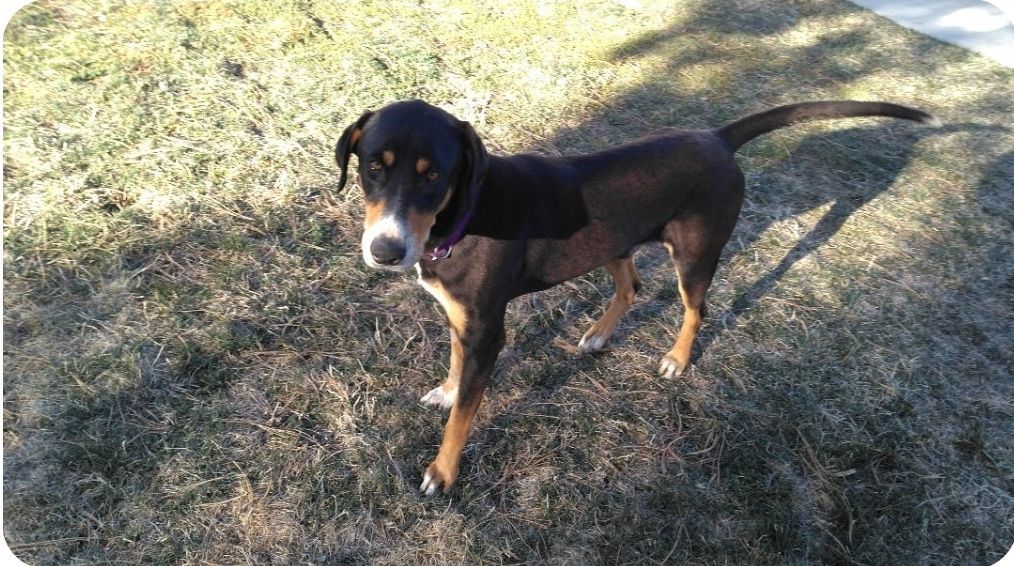 Jerry, Adoptable, Adult Male Hound.