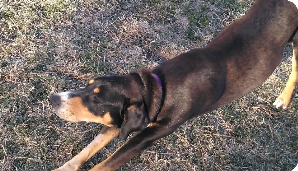 Jerry, a Adoptable mixed breed in Elbert, CO image 2/4