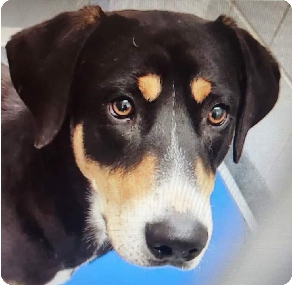 Jerry, a Adoptable mixed breed in Elbert, CO image 3/4