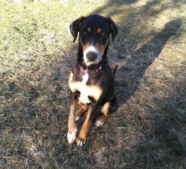 Jerry, a Adoptable mixed breed in Elbert, CO image 4/4