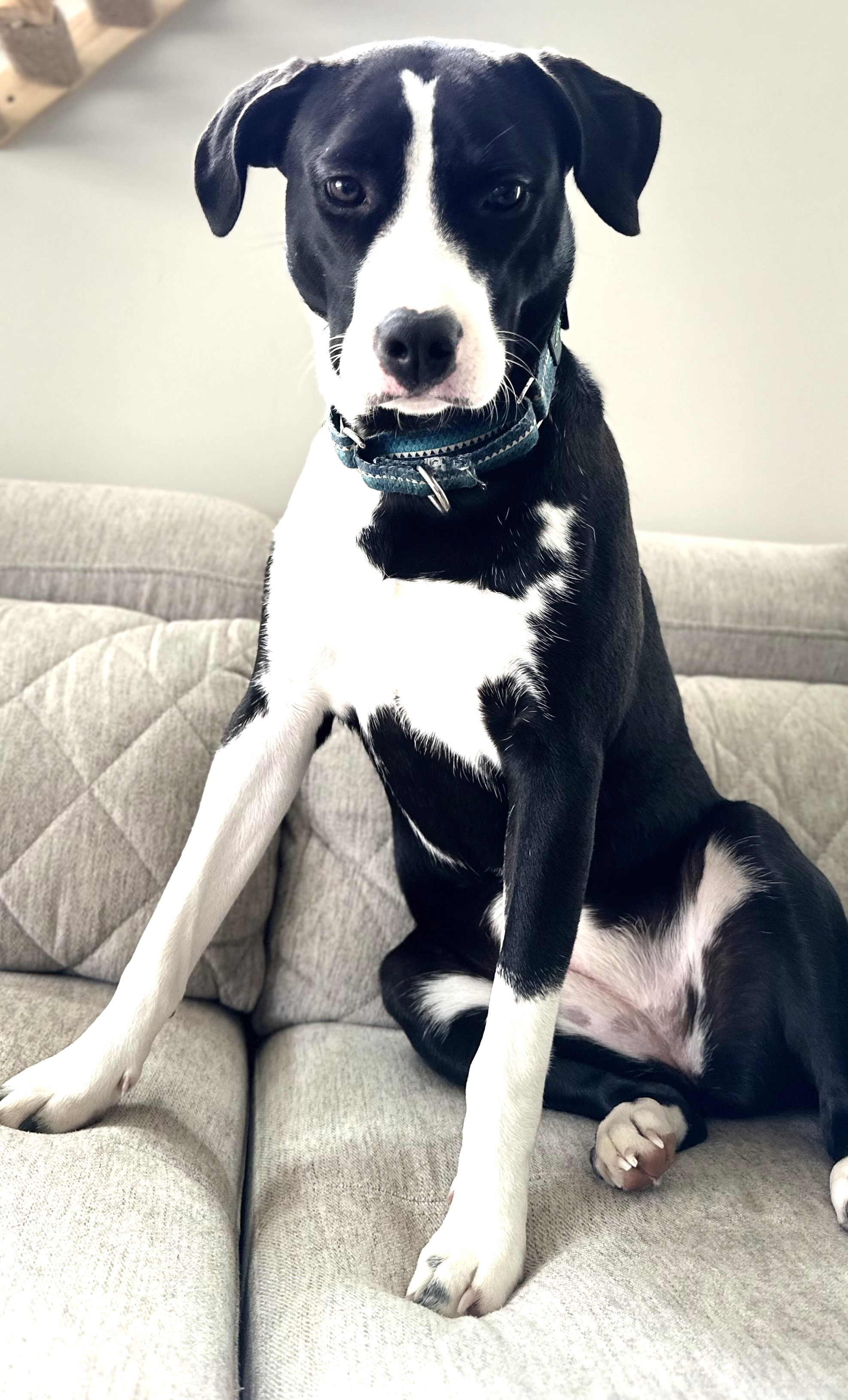 Dog for adoption Edie Great 2nd Dog Queen of the Dog Park!, a Border Collie Mix in Danbury, CT