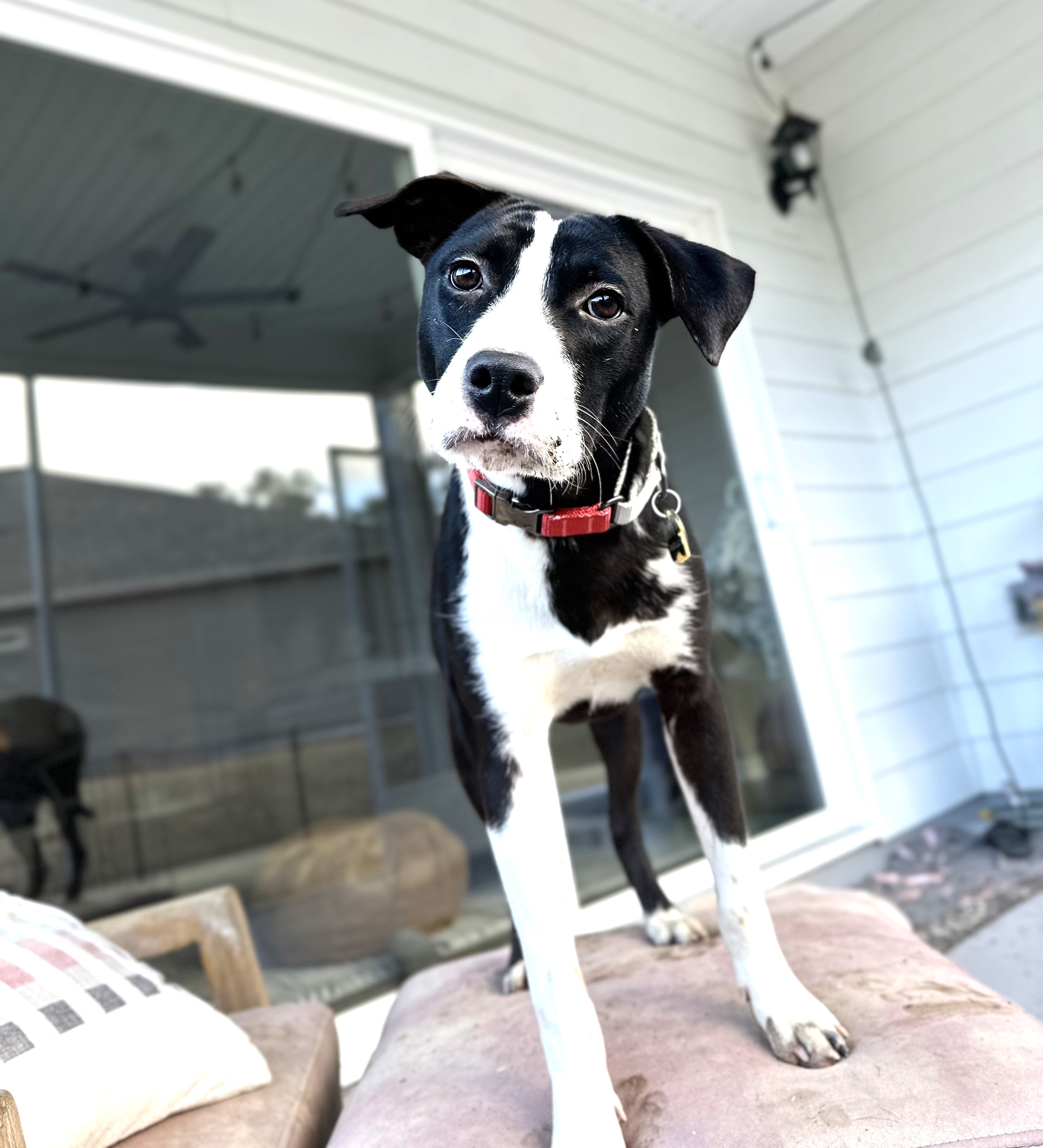 Dog for adoption Edie Great 2nd Dog Queen of the Dog Park!, a Border Collie Mix in Danbury, CT