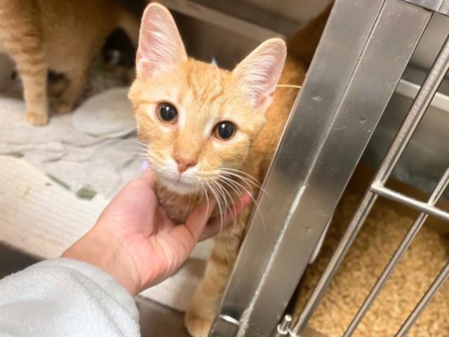 Enlarge PEDRO, a Adoptable Domestic Short Hair in Fort Wayne, IN image 1/1