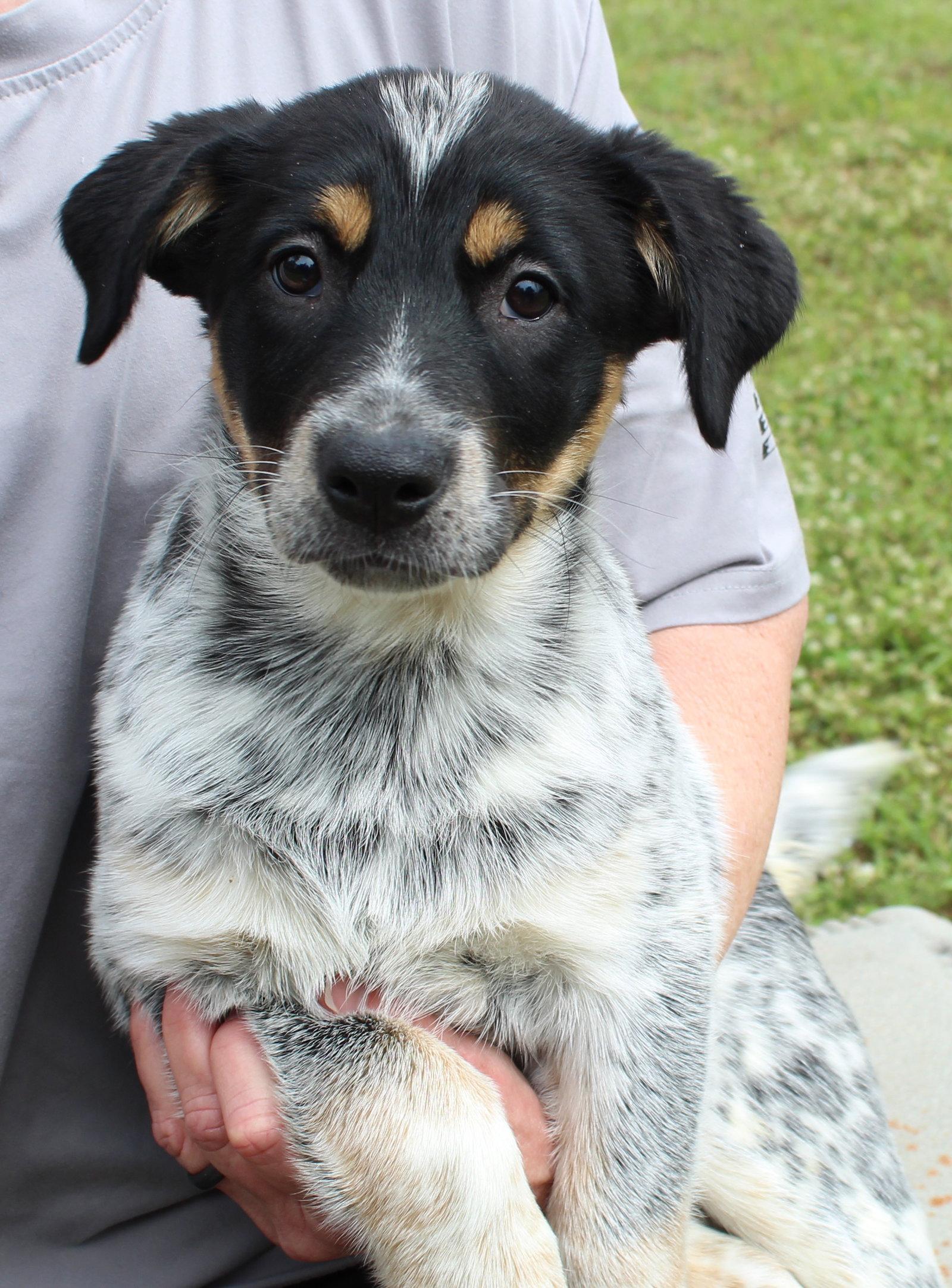 Boomer 43375, Adoptable, Puppy Female Australian Cattle Dog / Blue Heeler.
