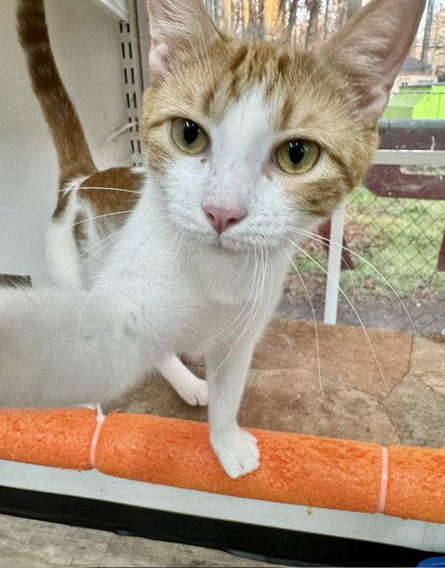 Zara, Adoptable, Young Female Domestic Short Hair.