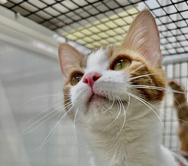 Zara, Adoptable, Young Female Domestic Short Hair.