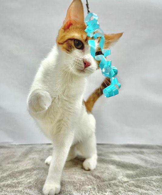 Zara, a Adoptable Domestic Short Hair in Winton, NC image 2/3