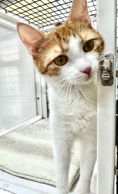 Zara, a Adoptable Domestic Short Hair in Winton, NC image 3/3