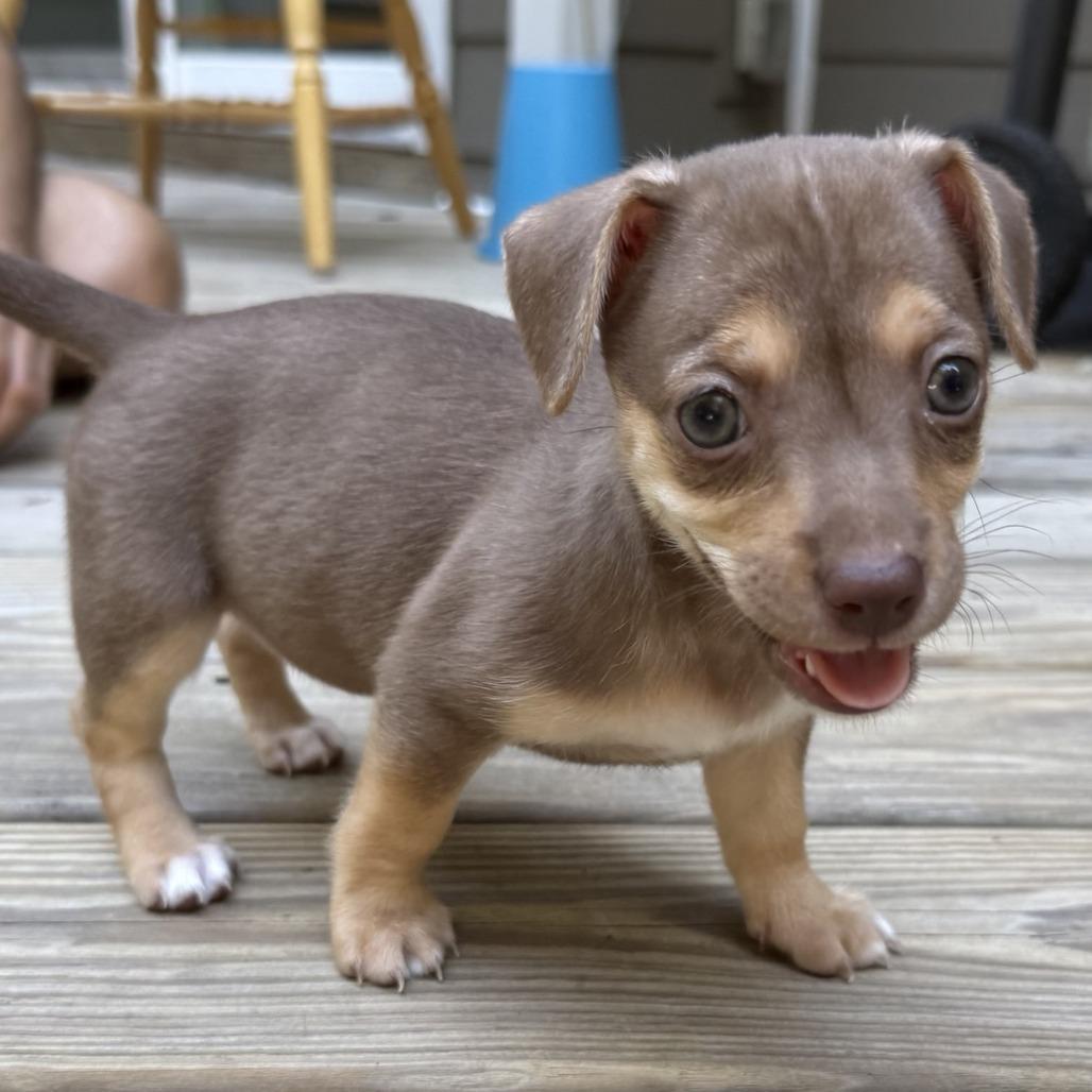Enlarge Queso, a Adoptable mixed breed in Raleigh, NC image 2/6