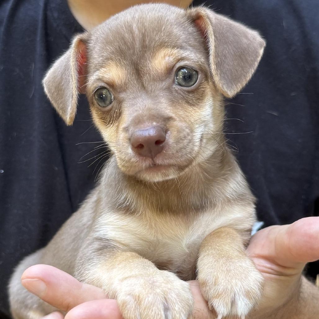 Enlarge Queso, a Adoptable mixed breed in Raleigh, NC image 6/6
