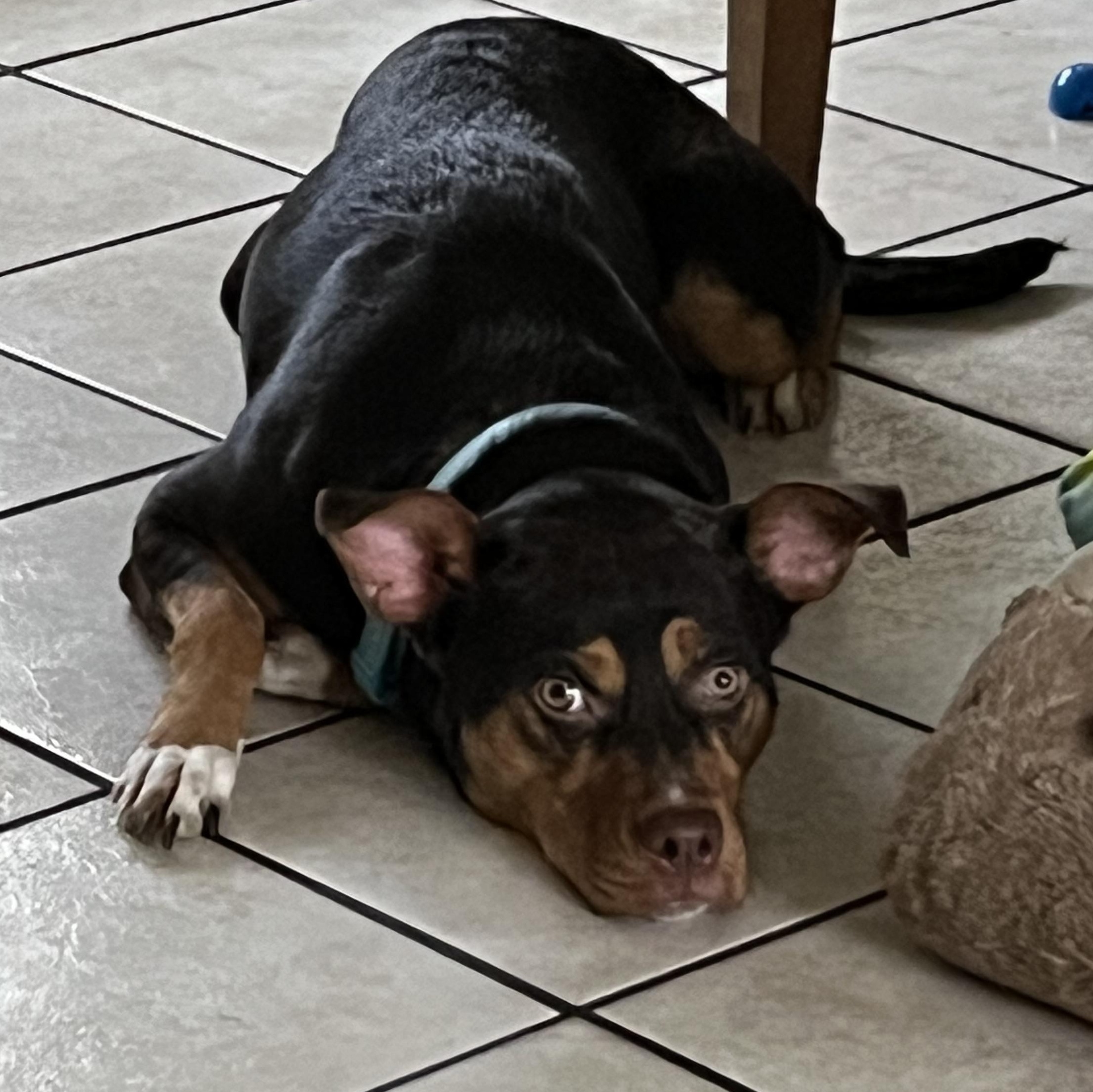 Cocoa Bella, ADOPTABLE, Young Female Terrier & Smooth Collie.