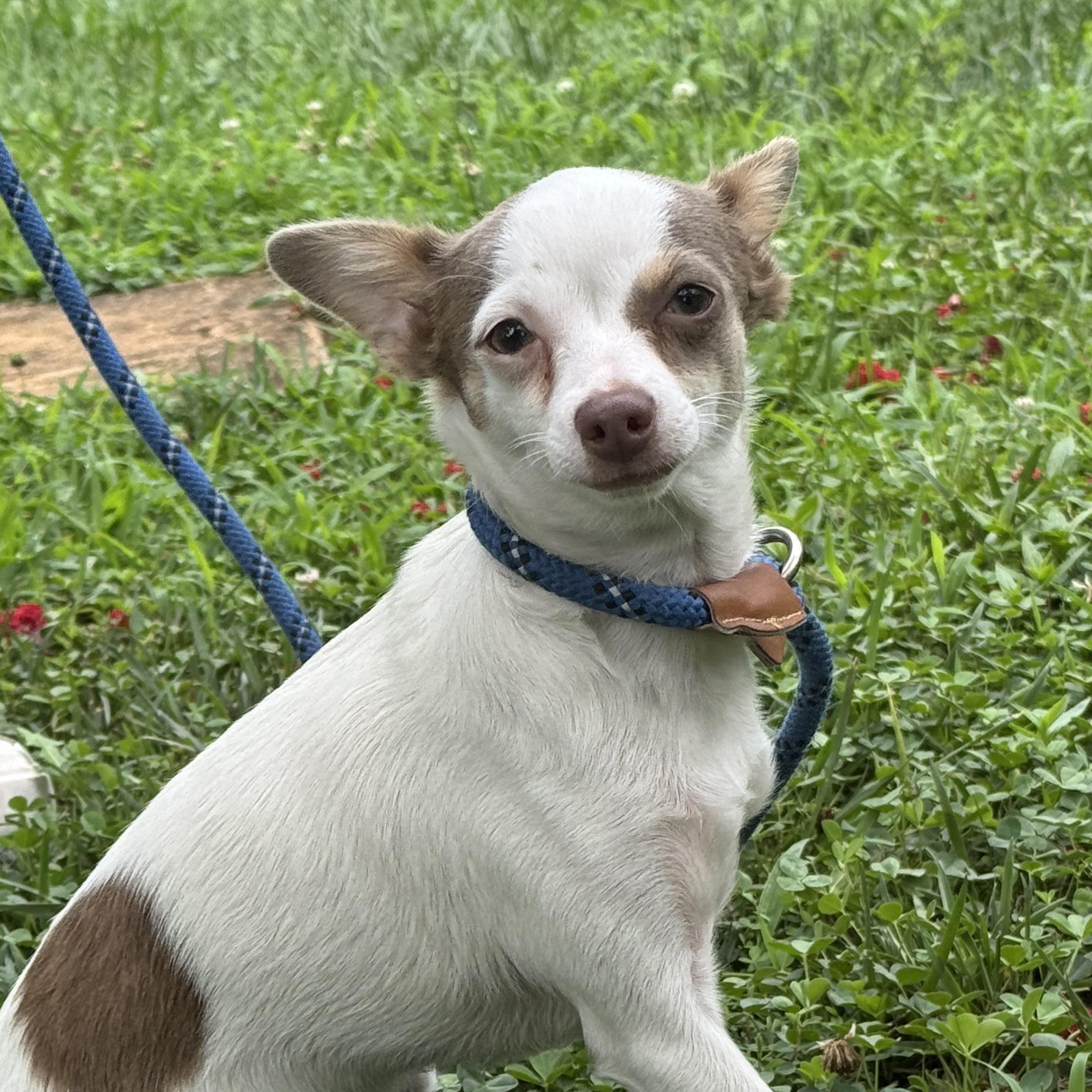 Libby, a ADOPTABLE Chihuahua in Midlothian, VA image 4/6