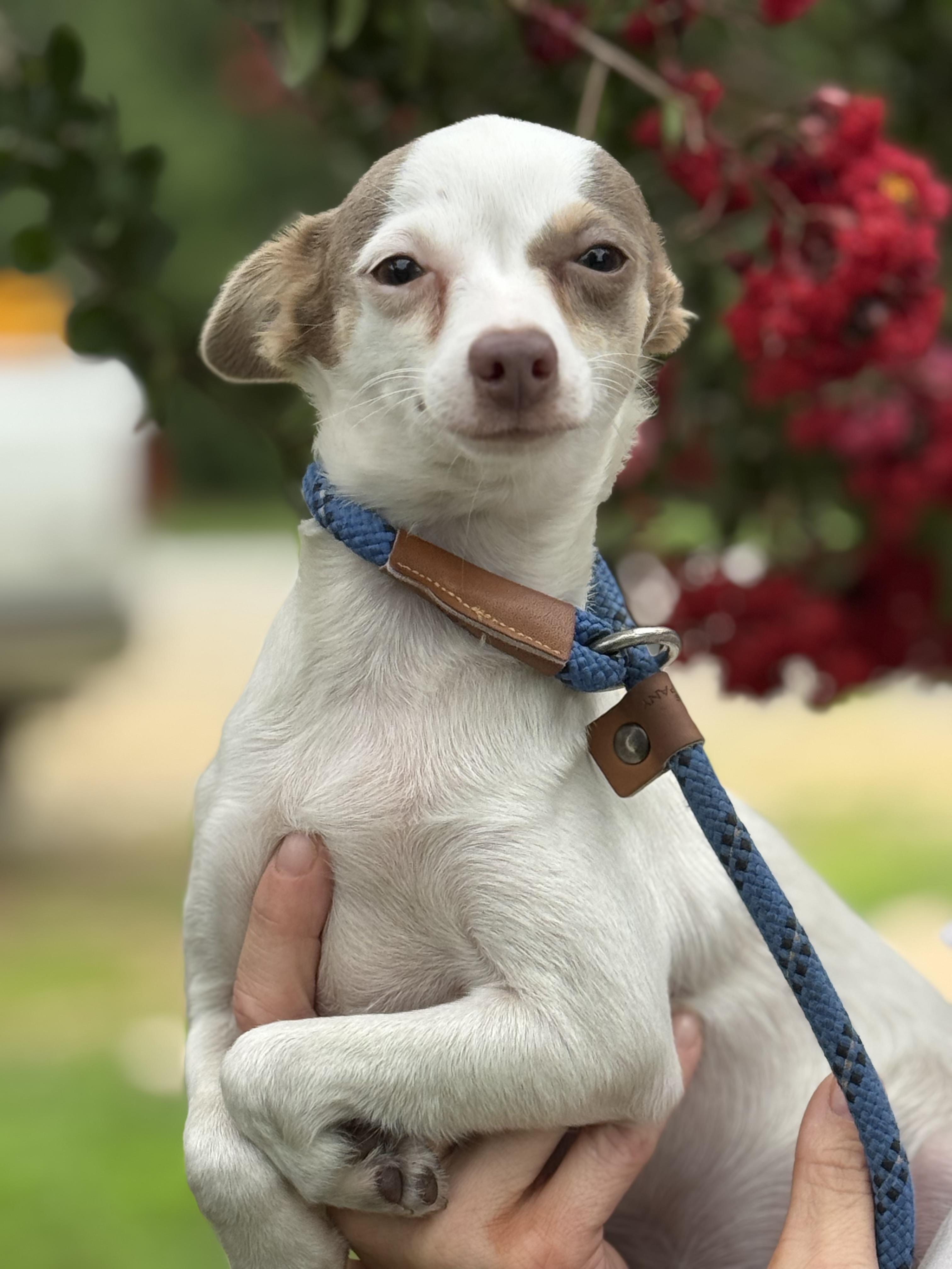 Libby, ADOPTABLE, Young Female Chihuahua.
