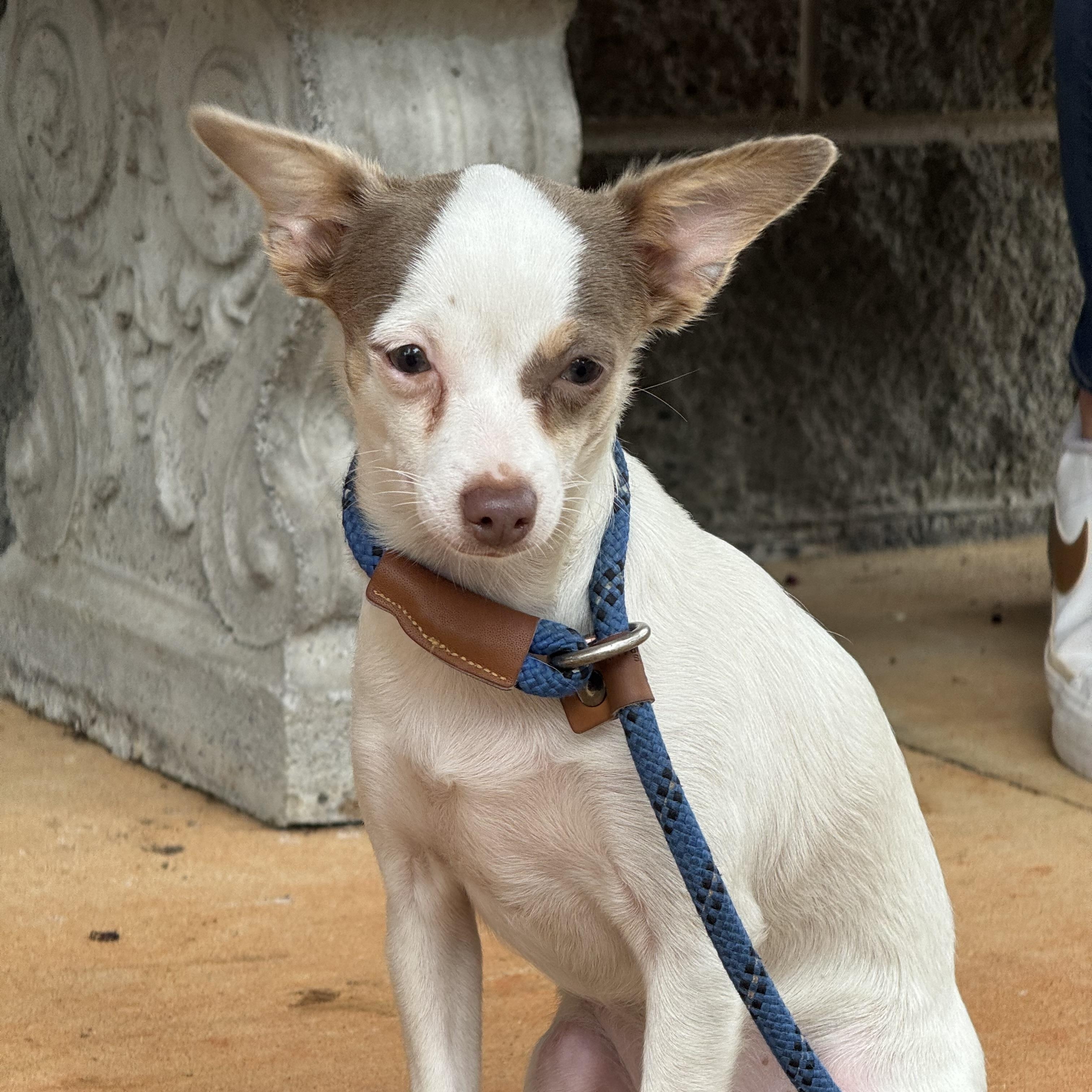 Libby, a ADOPTABLE Chihuahua in Midlothian, VA image 3/6