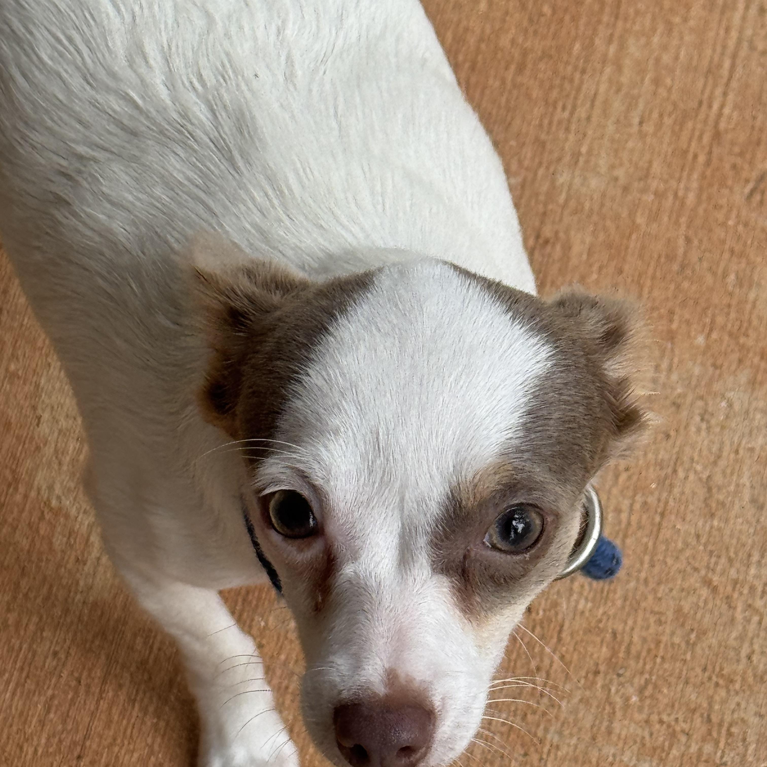 Libby, a ADOPTABLE Chihuahua in Midlothian, VA image 6/6