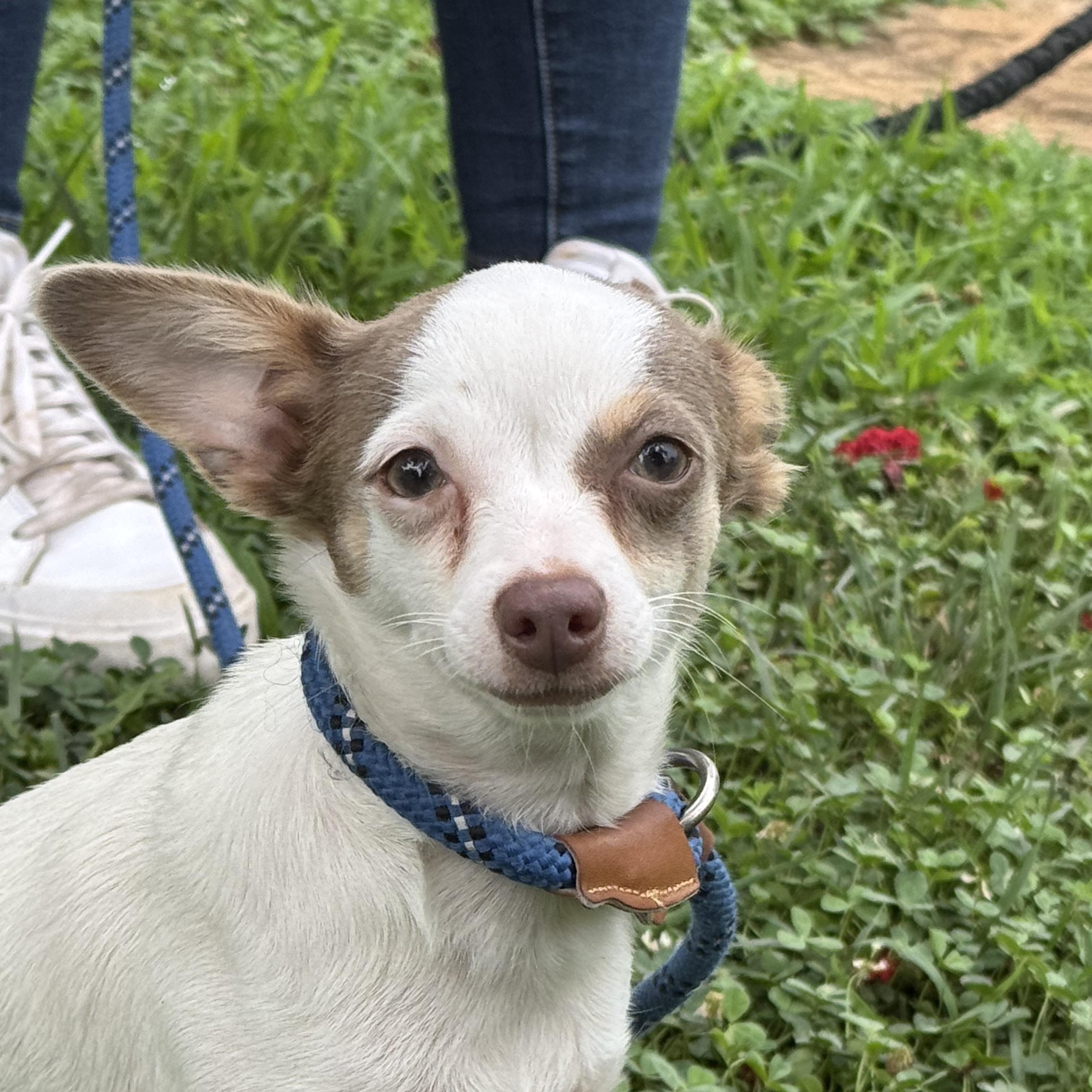 Libby, a ADOPTABLE Chihuahua in Midlothian, VA image 2/6