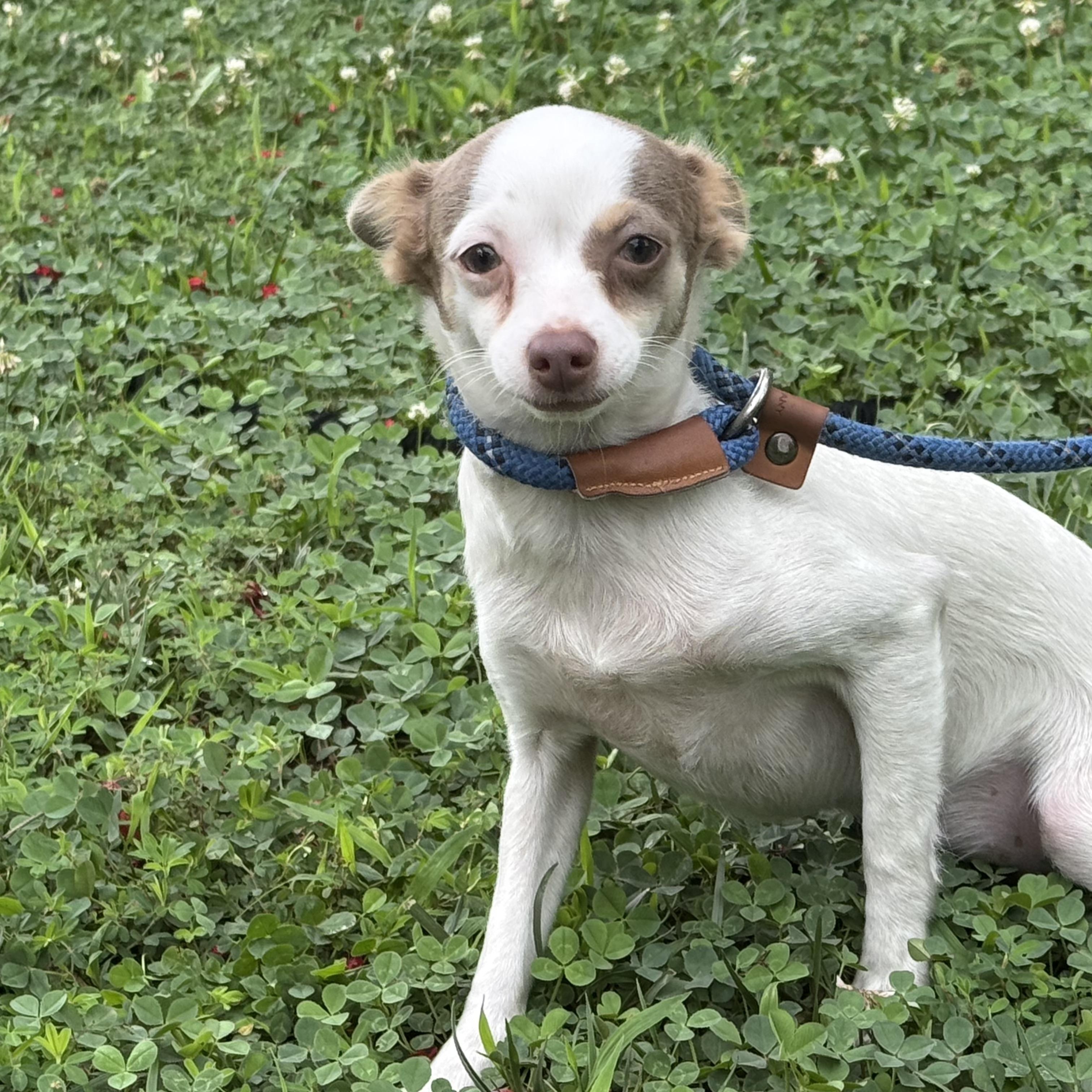 Libby, a ADOPTABLE Chihuahua in Midlothian, VA image 5/6