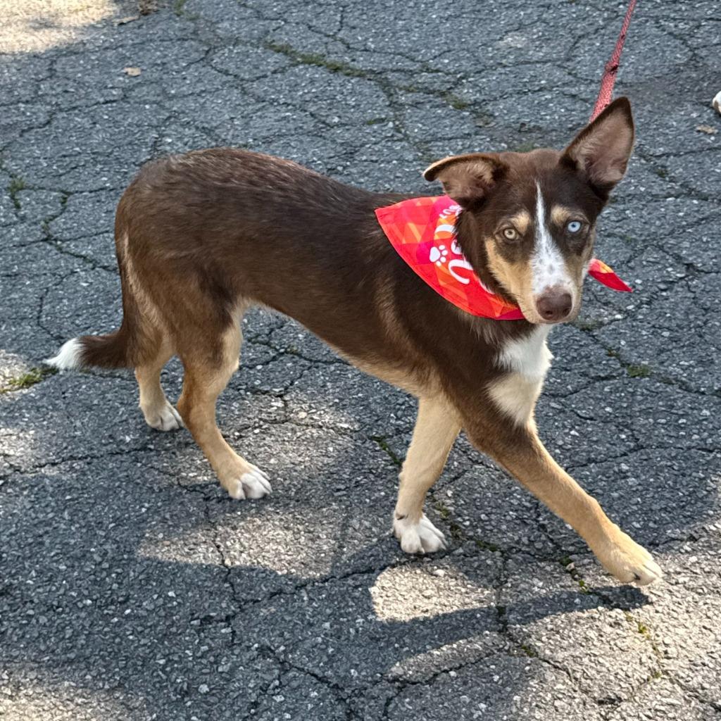 Canela, Adoptable, Puppy Female Siberian Husky & Australian Shepherd.