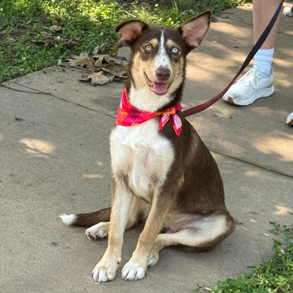 Canela, a Adoptable mixed breed in Little Rock, AR image 2/6
