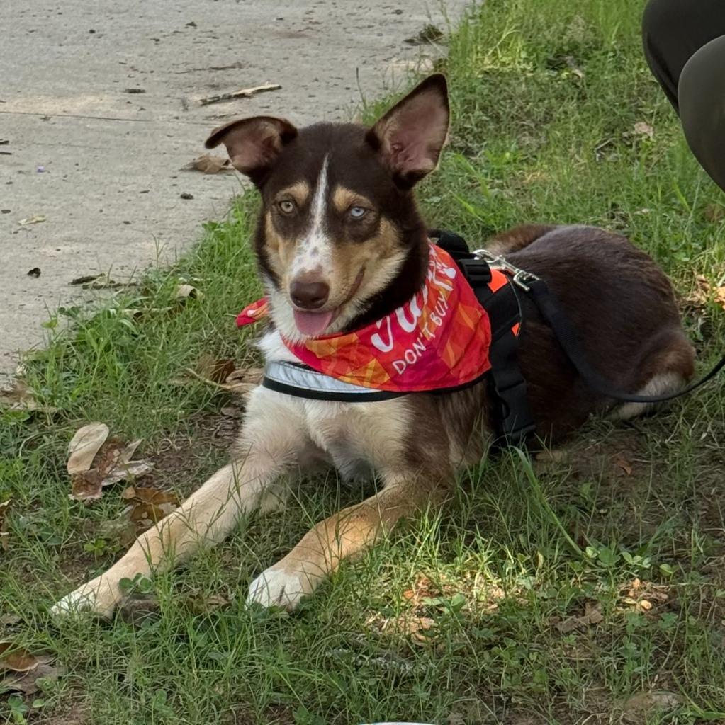 Canela, a Adoptable mixed breed in Little Rock, AR image 3/6