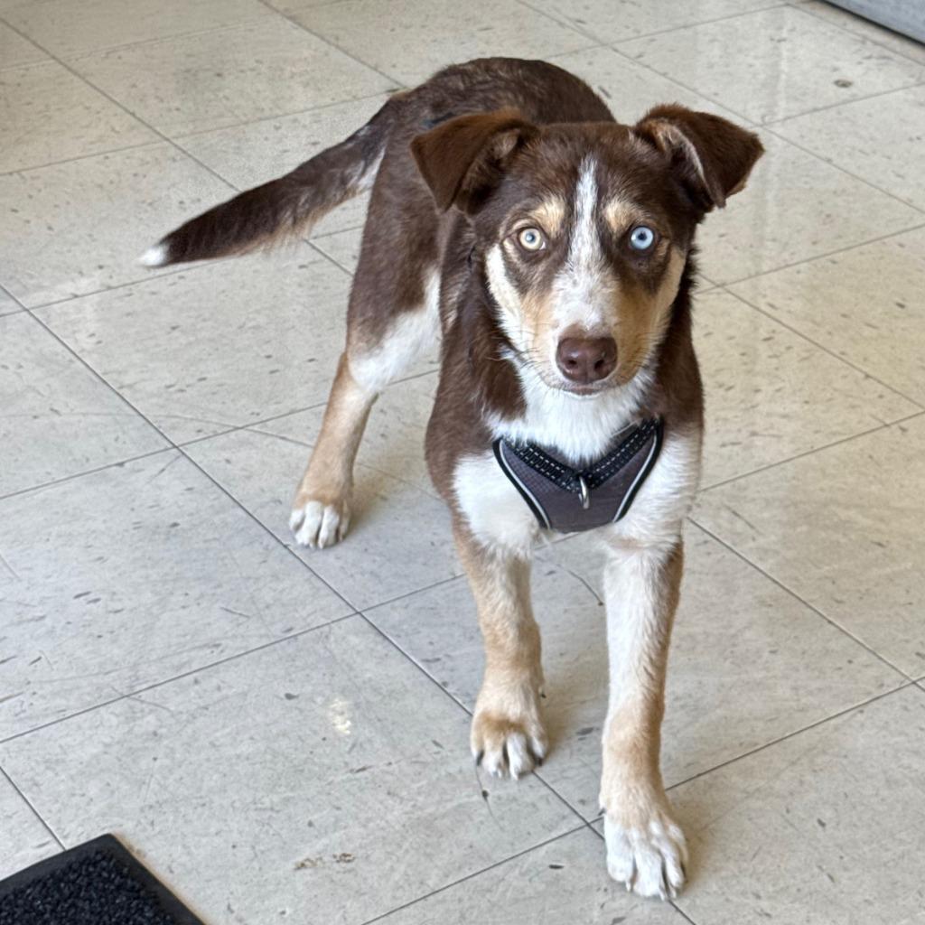 Canela, a Adoptable mixed breed in Little Rock, AR image 3/6