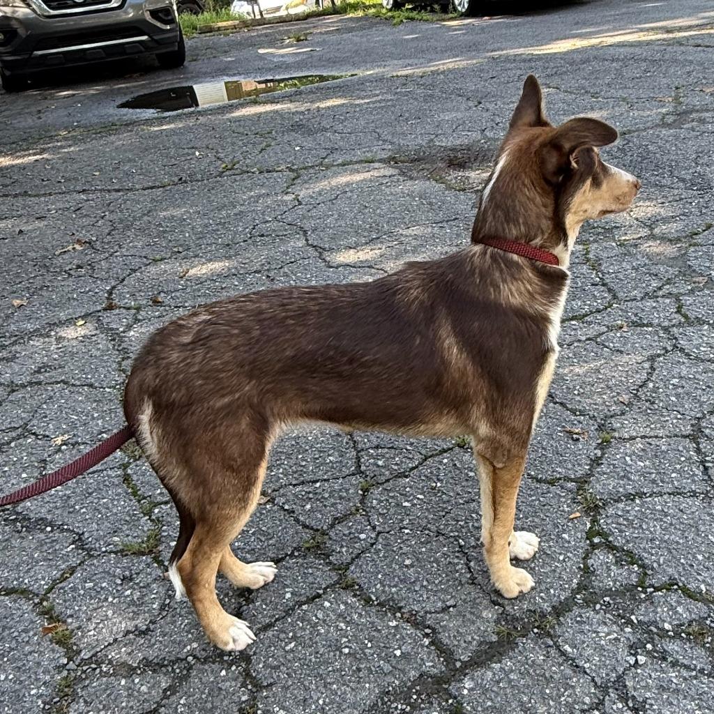 Canela, a Adoptable mixed breed in Little Rock, AR image 4/6