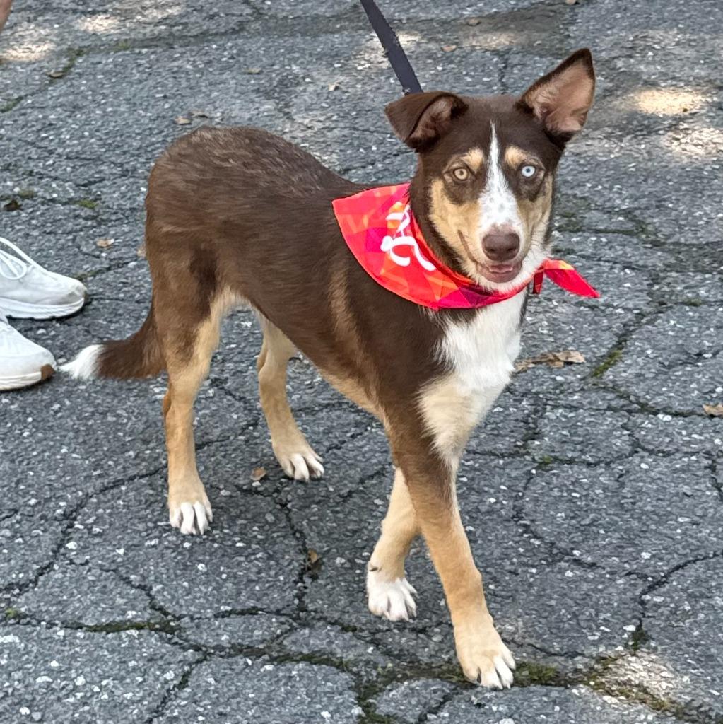 Canela, a Adoptable mixed breed in Little Rock, AR image 5/6