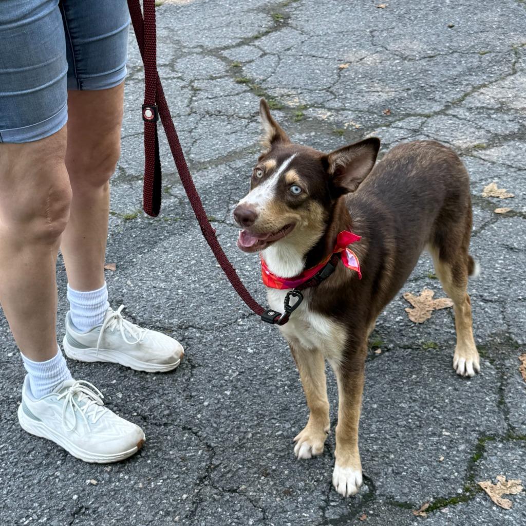 Canela, a Adoptable mixed breed in Little Rock, AR image 6/6