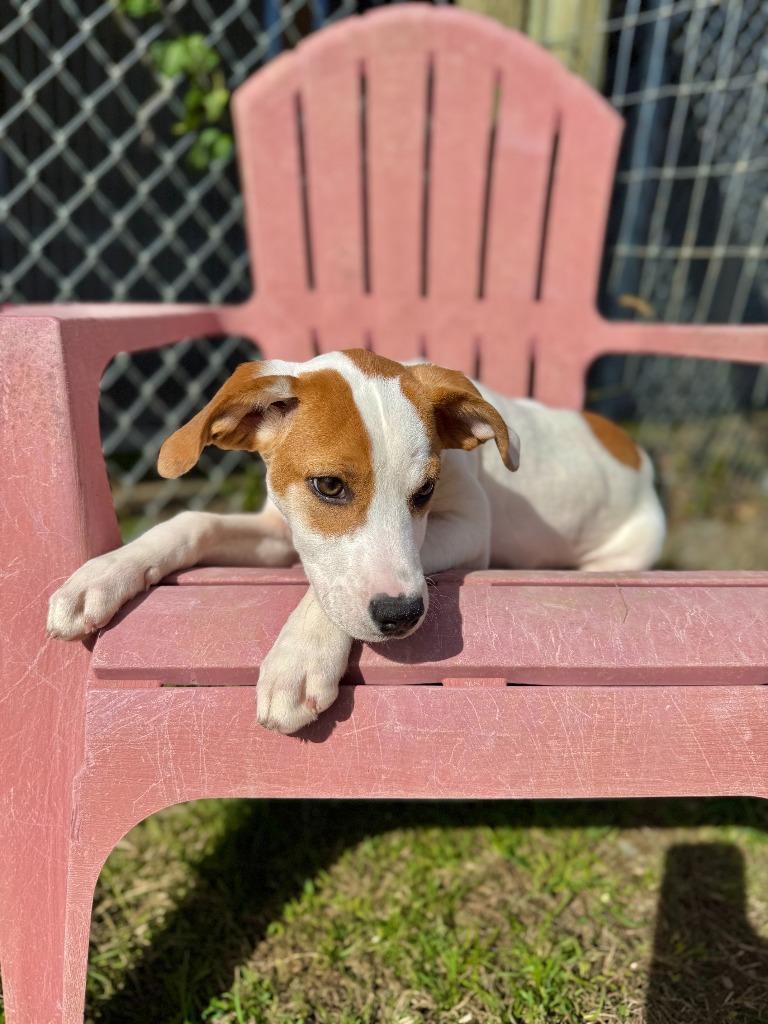 Enlarge Charley, a Adoptable mixed breed in Hudson, NY image 1/3