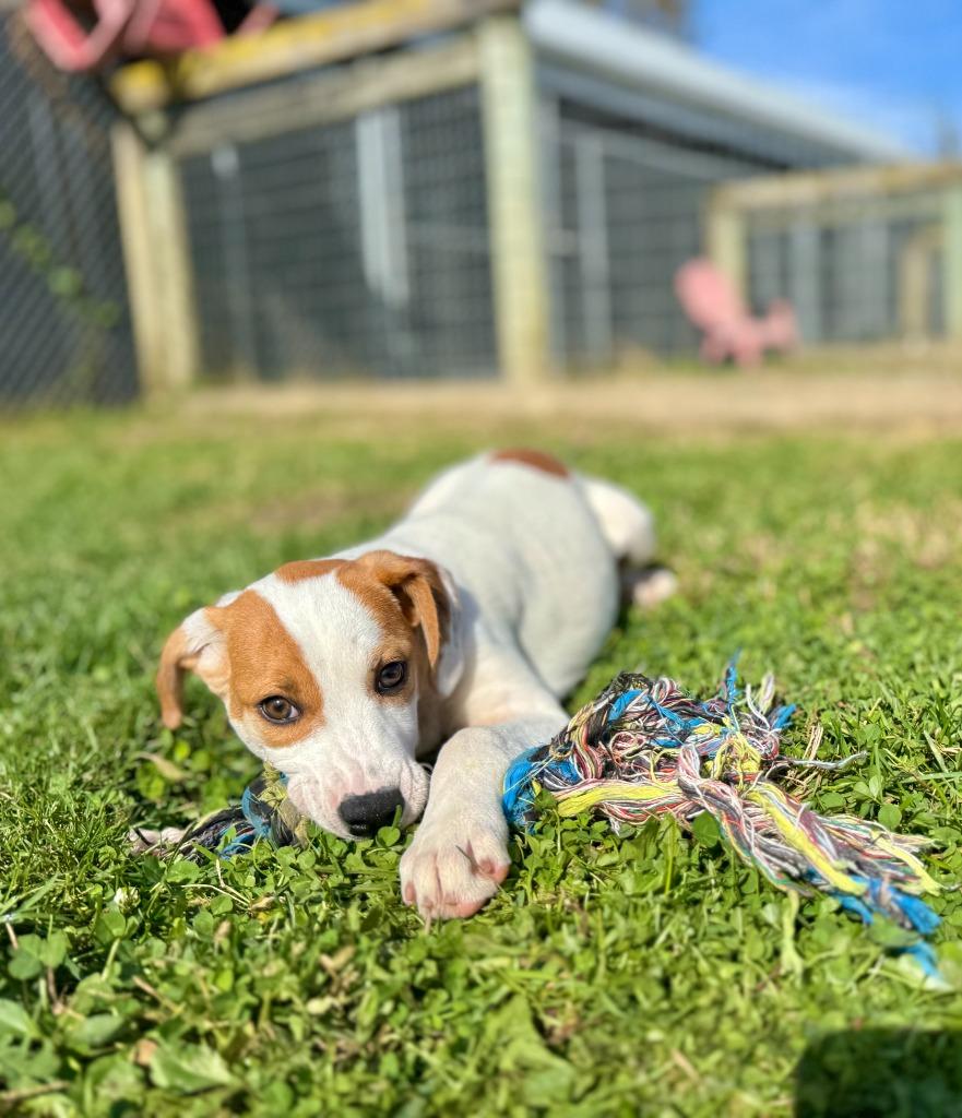 Enlarge Charley, a Adoptable mixed breed in Hudson, NY image 2/3