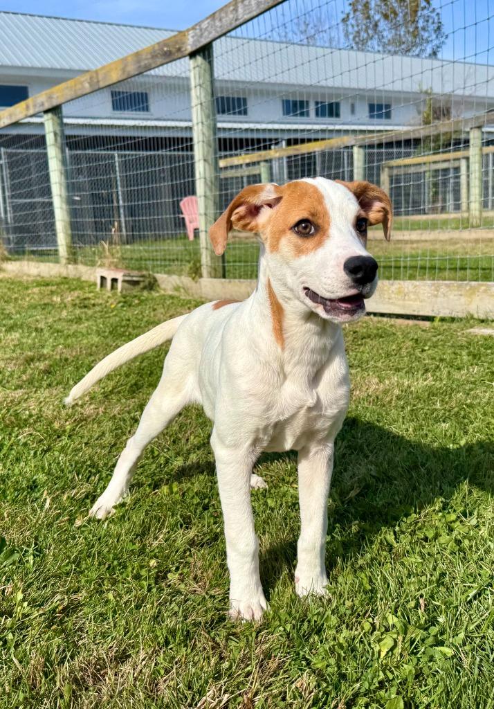 Enlarge Charley, a Adoptable mixed breed in Hudson, NY image 3/3