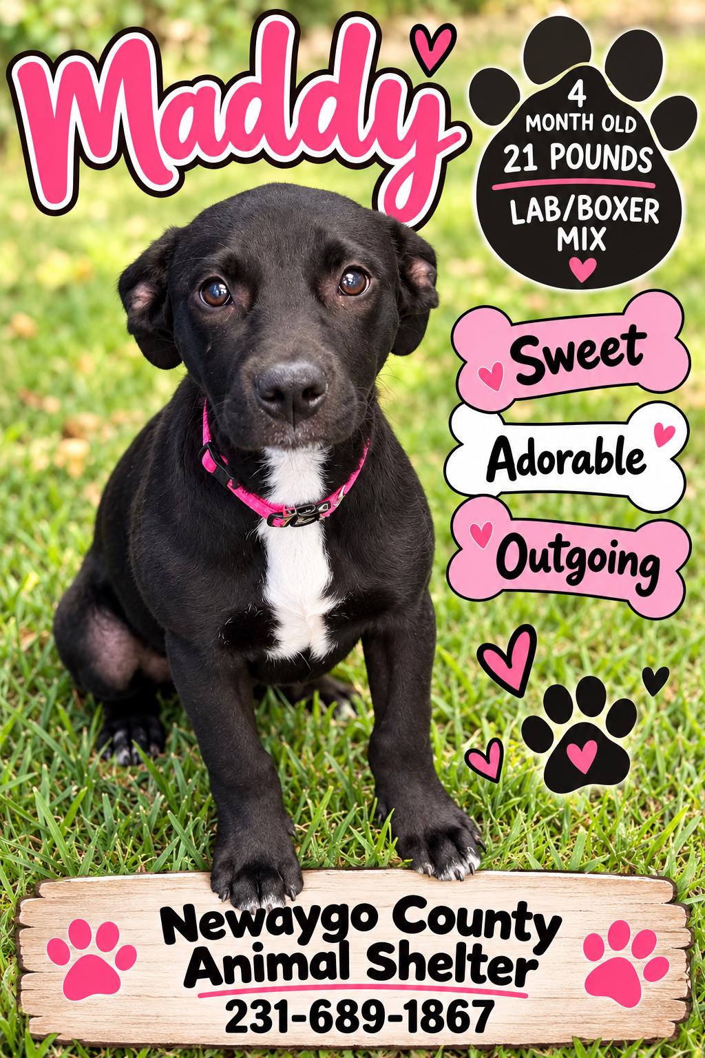 Maddy, Adoptable, Puppy Female Black Labrador Retriever & Boxer.