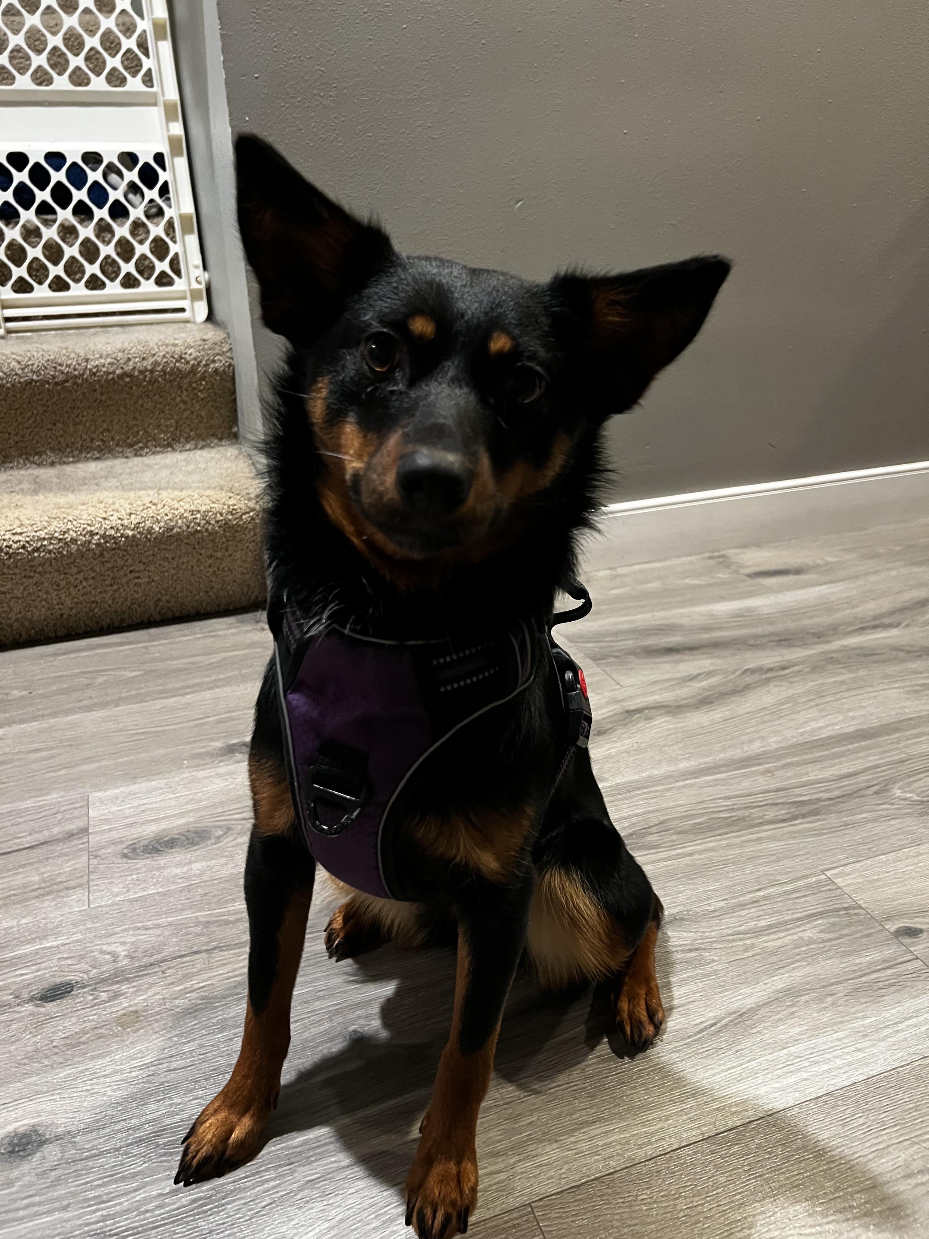 Enlarge Deliah , a ADOPTABLE Australian Cattle Dog / Blue Heeler in Bonney Lake, WA image 3/6