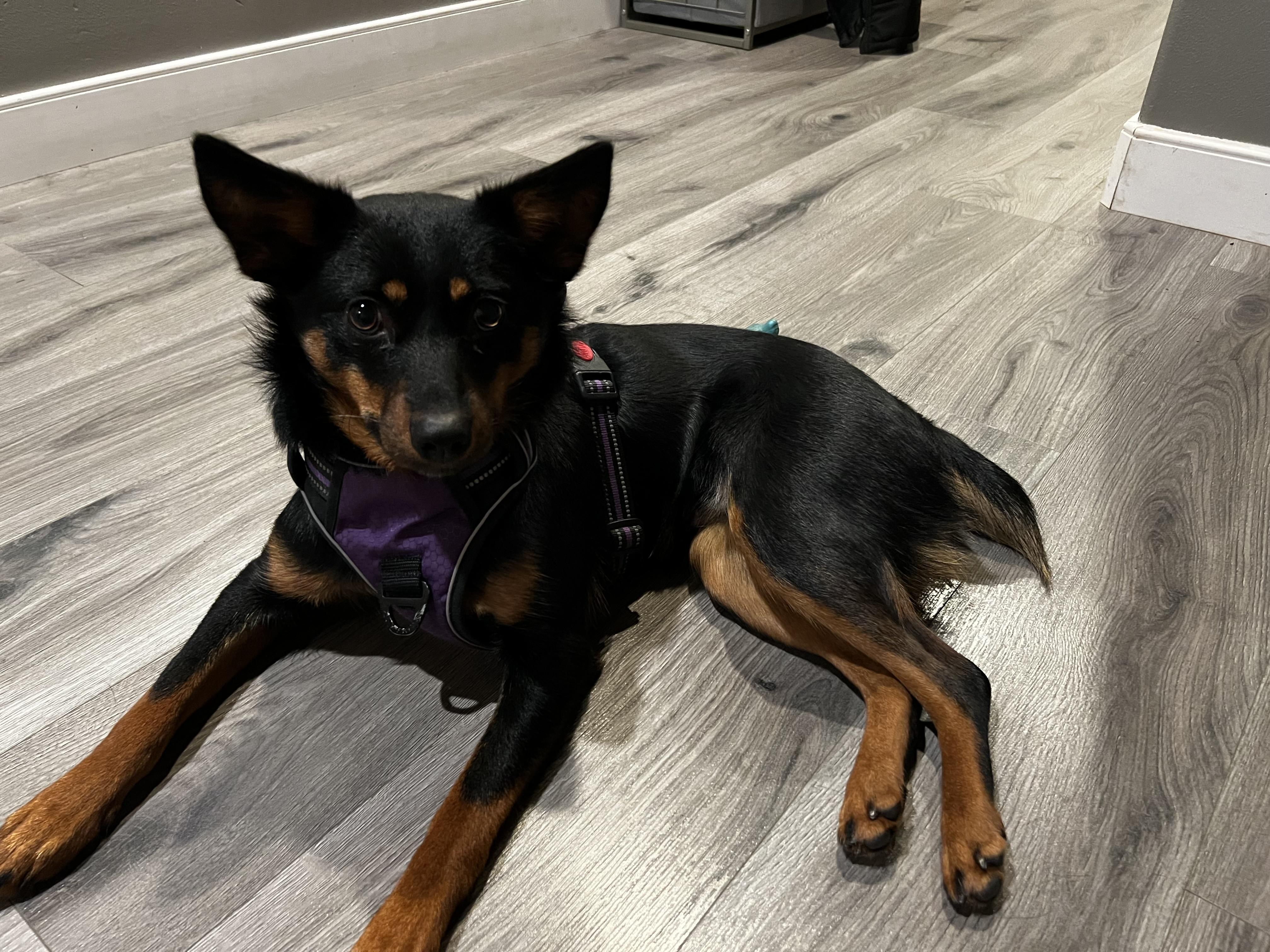 Enlarge Deliah , a ADOPTABLE Australian Cattle Dog / Blue Heeler in Bonney Lake, WA image 6/6