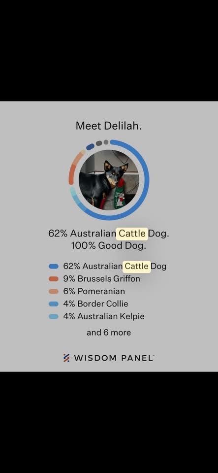 Deliah , ADOPTABLE, Young Female Australian Cattle Dog / Blue Heeler.