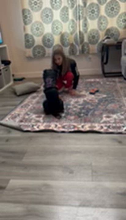 Enlarge Deliah , a ADOPTABLE Australian Cattle Dog / Blue Heeler in Bonney Lake, WA video 5/6