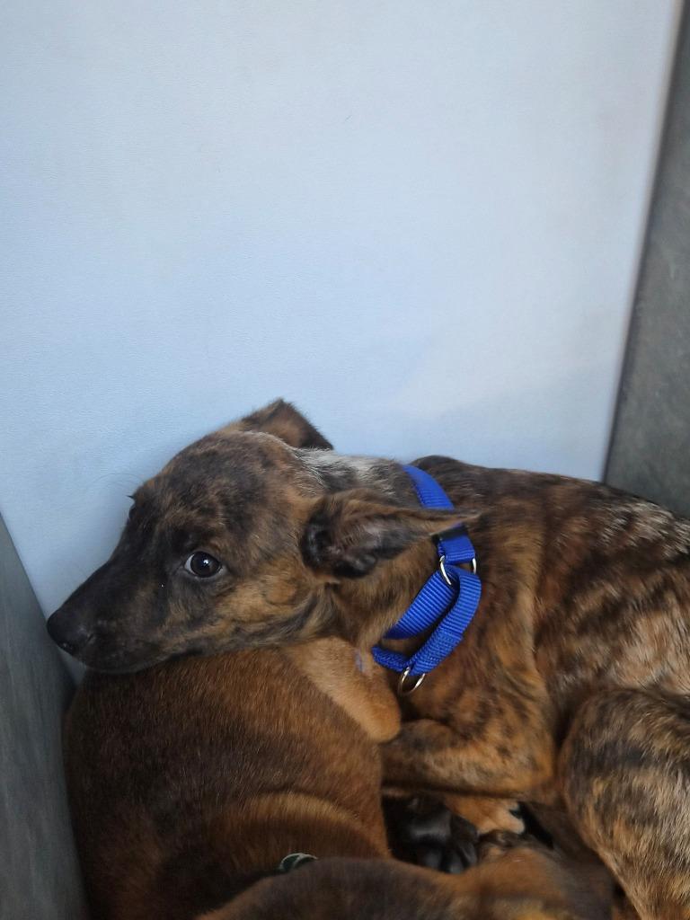 Skater (Remy), Adoptable, Puppy Male Cattle Dog & Mixed Breed.