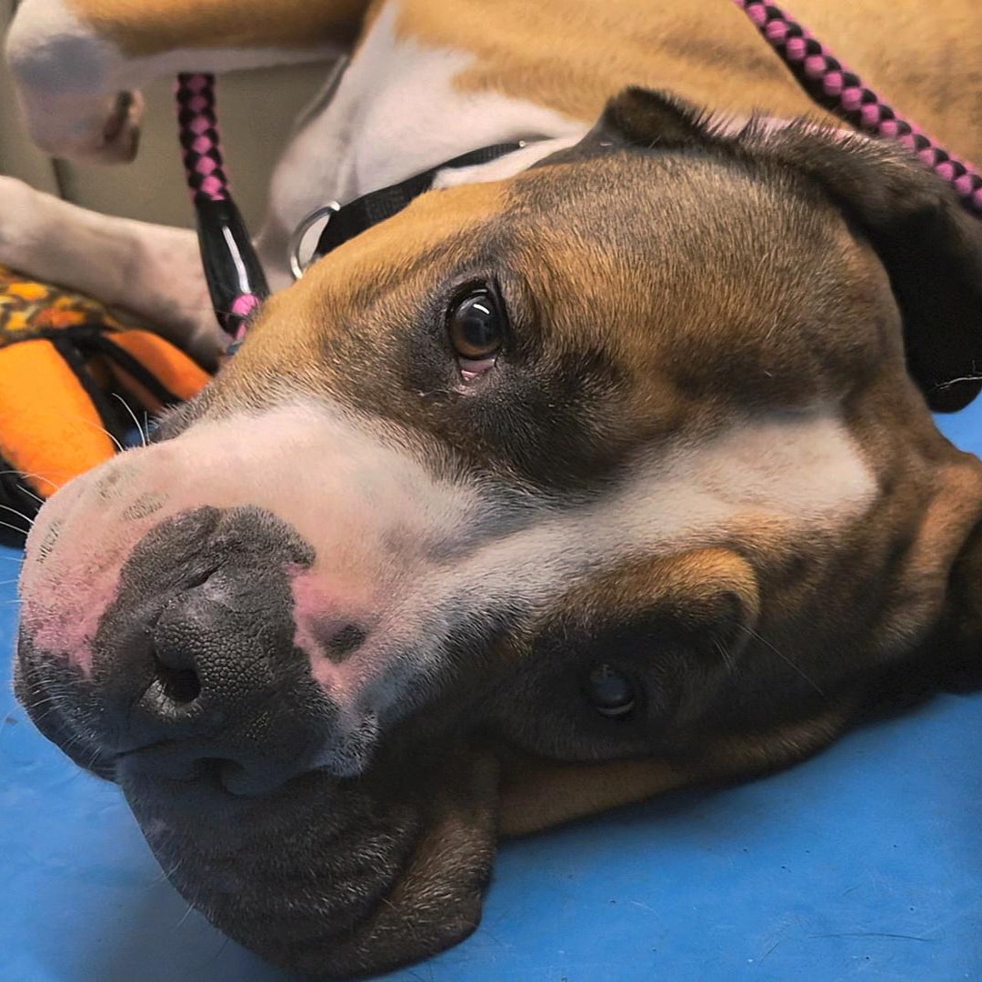 Enlarge DAISY, a Adoptable mixed breed in Norwood, ON image 6/6