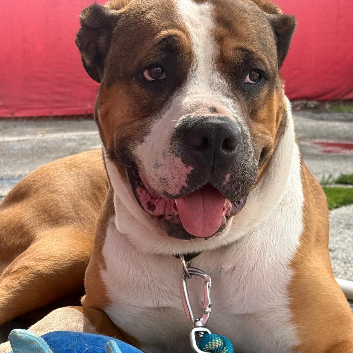 Enlarge DAISY, a Adoptable mixed breed in Norwood, ON image 2/6