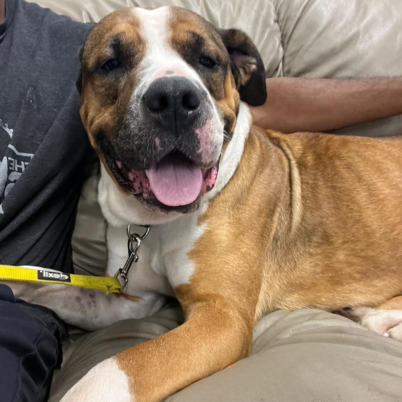Enlarge DAISY, a Adoptable mixed breed in Norwood, ON image 3/6
