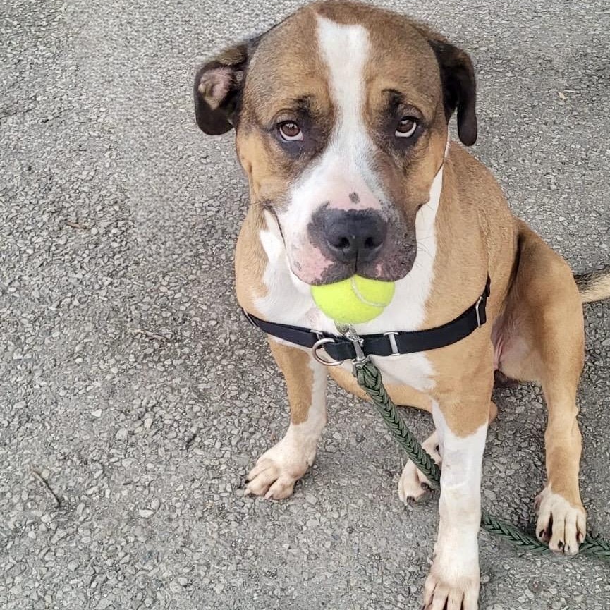 Enlarge DAISY, a Adoptable mixed breed in Norwood, ON image 4/6