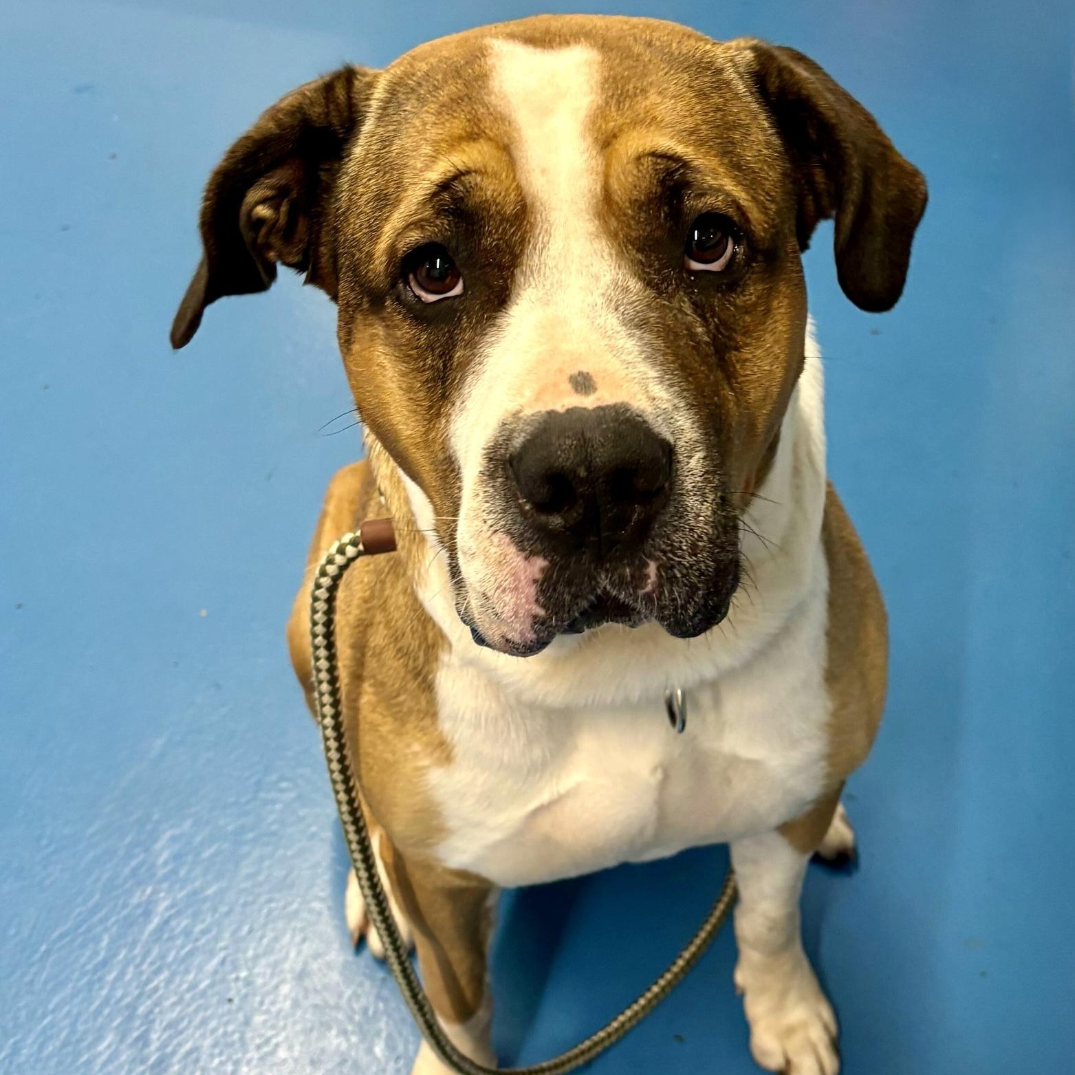 DAISY, Adoptable, Adult Female Saint Bernard & Mixed Breed.