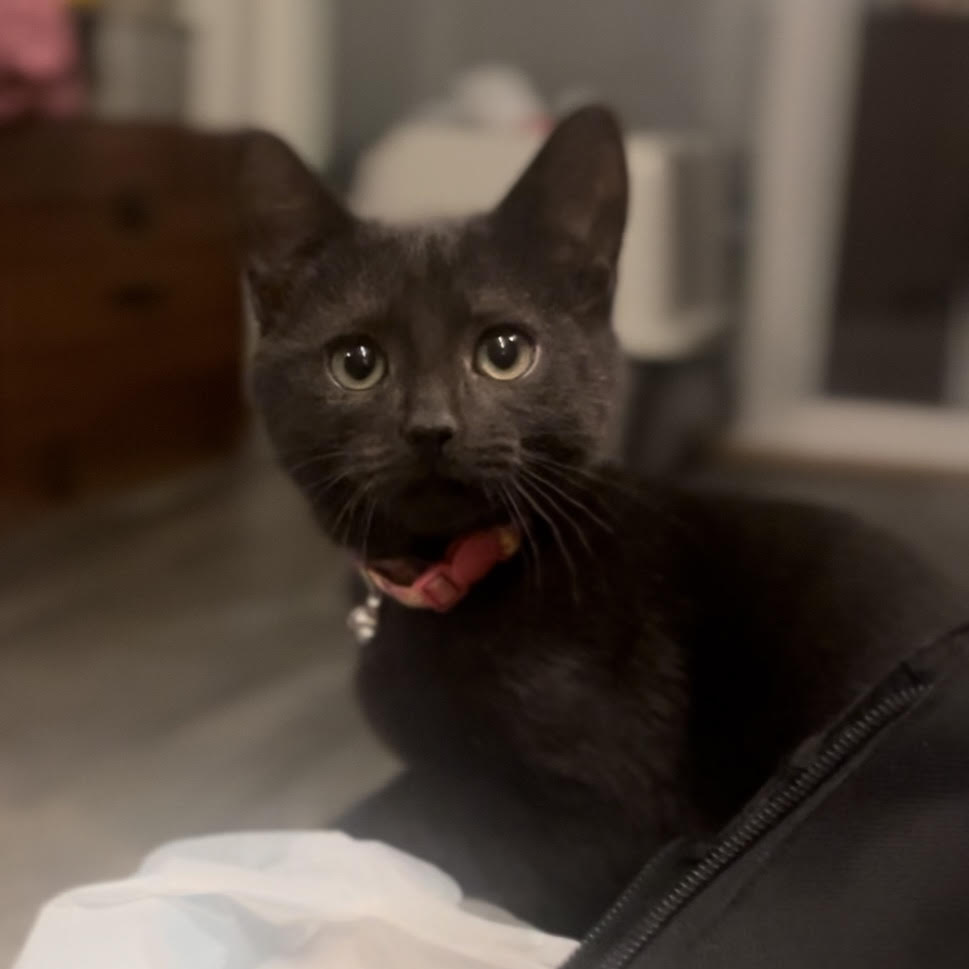 Cat for adoption Francesca & Eloise (sweet little sisters), a