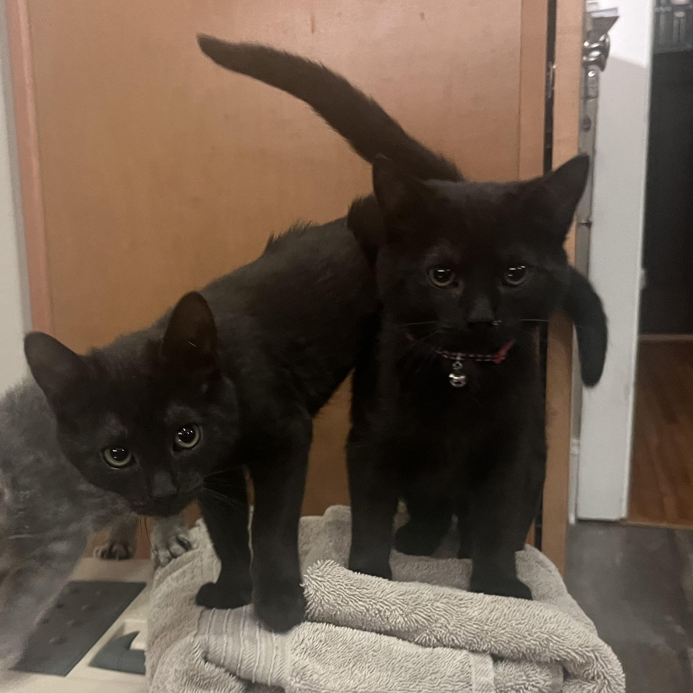 Cat for adoption Francesca & Eloise (sweet little sisters), a