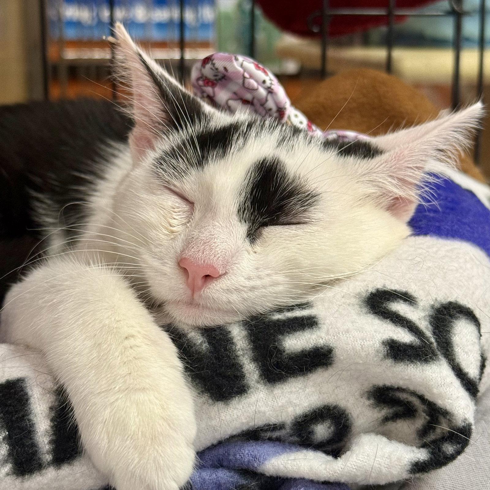 Dolly, Adoptable, Young Female Domestic Short Hair.