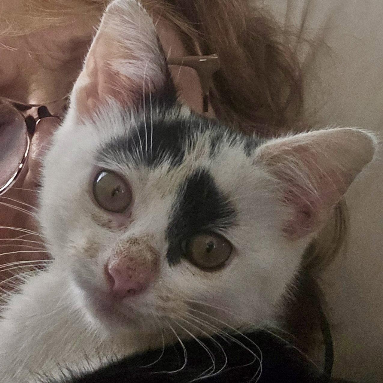 Enlarge Dolly, a Adoptable Domestic Short Hair in Flushing, NY image 2/3
